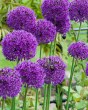 Allium purple sensation.jpg